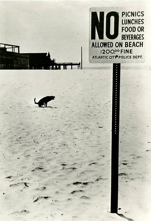 Untitled (Atlantic City Beach, Dog Squatting)