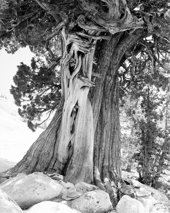 Two Junipers, from the "Pictures for Charis" series