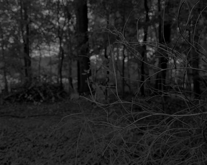 Untitled #7 (Branches and Woods), from "Night Coming Tenderly, Black"