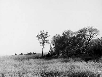 Trees Jutting Into Marsh