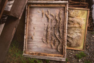 Hive Frames, Bolinas, California