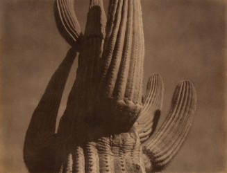 Tucson Cactus B&W