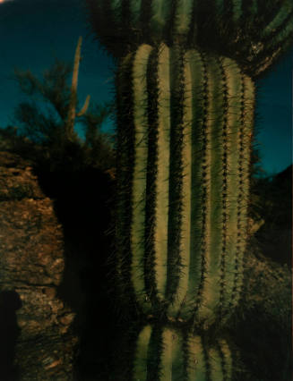 Tucson Saguaro Cactus