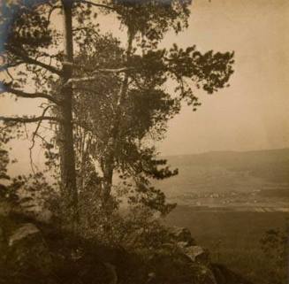 Landscape (trees on top of mountain, looking towards valley below)