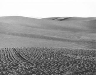 Plowed Wheat Fields, Whitman County, Washington