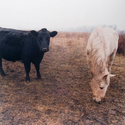 Grazing at Plenemuk burial mound, Joliet Arsenal, January 1, 1997