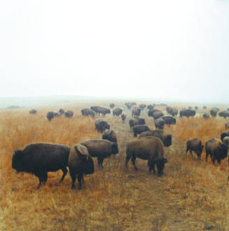 Bison at Maxwell Game Preserve, Roxbury, Kansas, December 1981