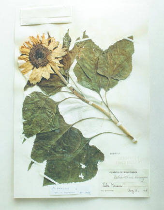 Field Museum, Helianthus annuies L., 1875