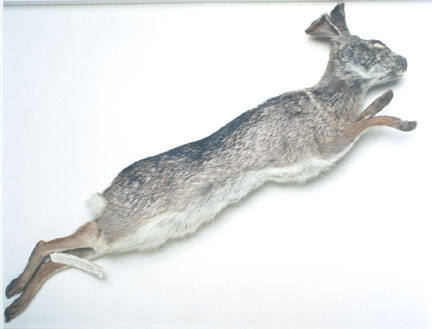 Field Museum, jackrabbit, 1891