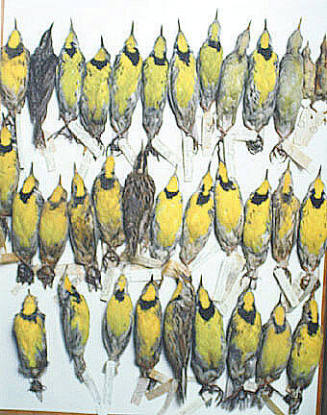 Field Museum, Drawer of Meadowlarks, various dates