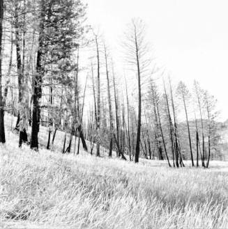 Yellowstone One Year after the Fire