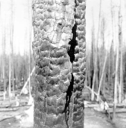 Yellowstone One Year after the Fire