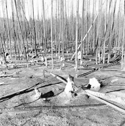 Yellowstone One Year after the Fire