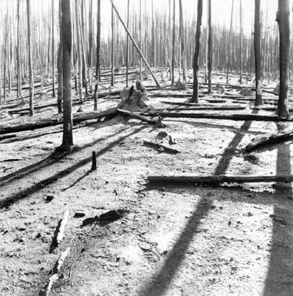 Yellowstone One Year after the Fire