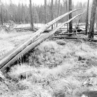 Yellowstone One Year after the Fire