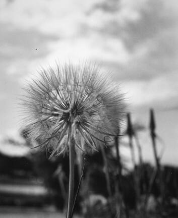 Moonflower, From Midwest Reflections