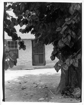 Plants - Morning glories, squash, mulberry tree, leaves Toquerville