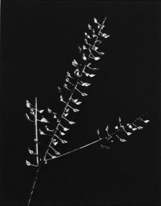 Three Branches of Grass with Seeds, from the "Floral & Leaves" series