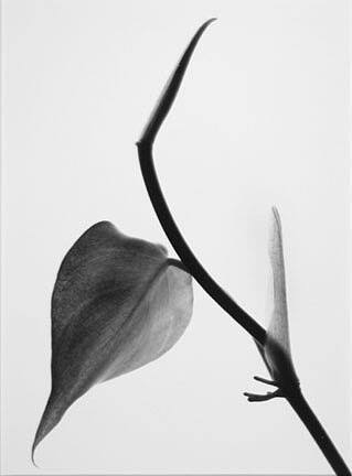 Philodendron, from the "Floral & Leaves" series