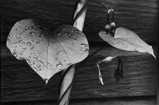 Two Leaves, from the "Floral & Leaves" series