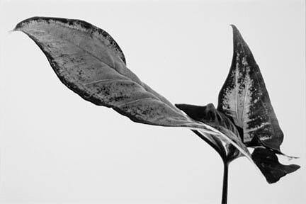 Caladium, from the "Floral & Leaves" series