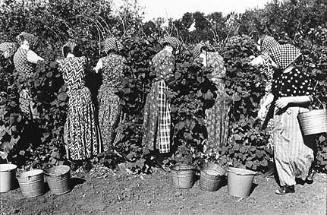 Picking Raspberries, from the "Hutterite" series