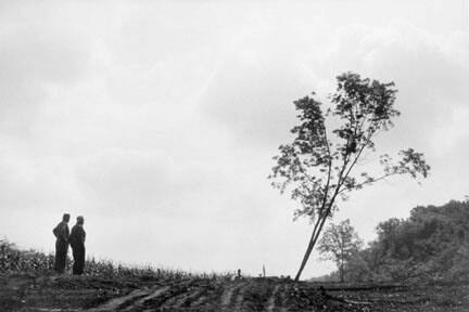 Meldon Grube and Ernie Boettner Fell a Walnut Tree in Order to Sell it and Increase the Farming Acreage, Jo Daviess County, Illinois, from the Farm Families Project