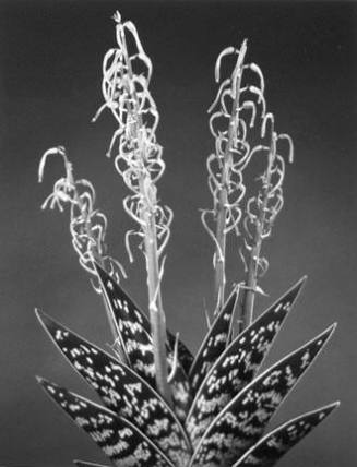 Partridge Breast, from the "Botanical Garden" series