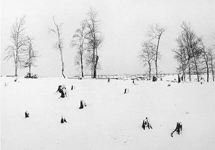 Stumps and Trees, December