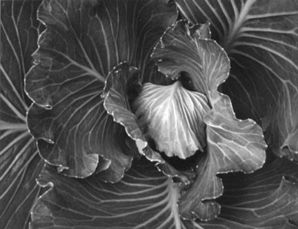 Cabbage #1, June