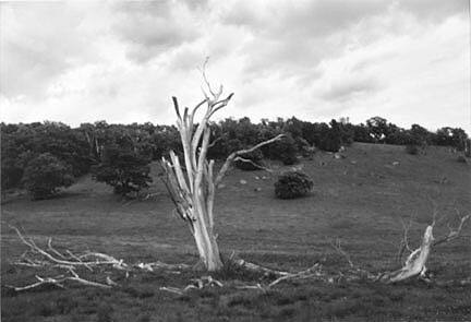 Elm in Valley, June